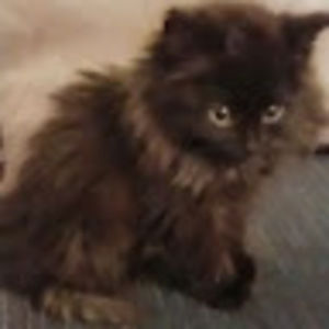 Meet your Posher, Renee